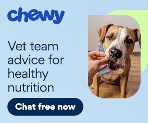 vet team advice for healthy nutrition CWAV
